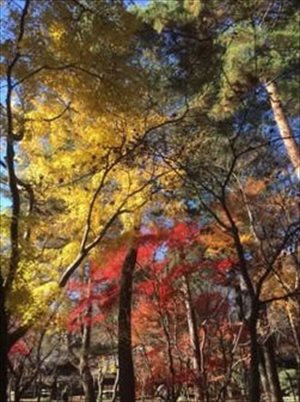 blog